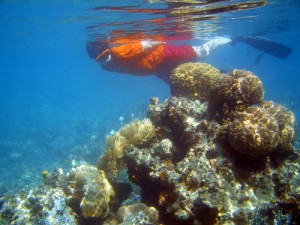 Reef_snorkeler