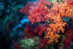 Alcyonaire of Red Sea